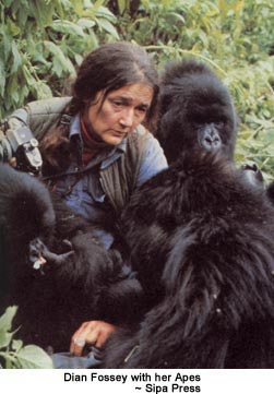 Dian Fossey with her Apes