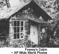 Fossey's Cabin