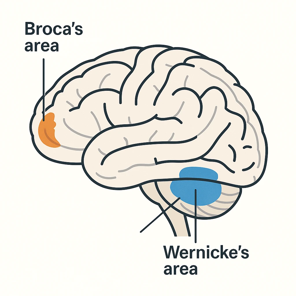 Brain areas for language